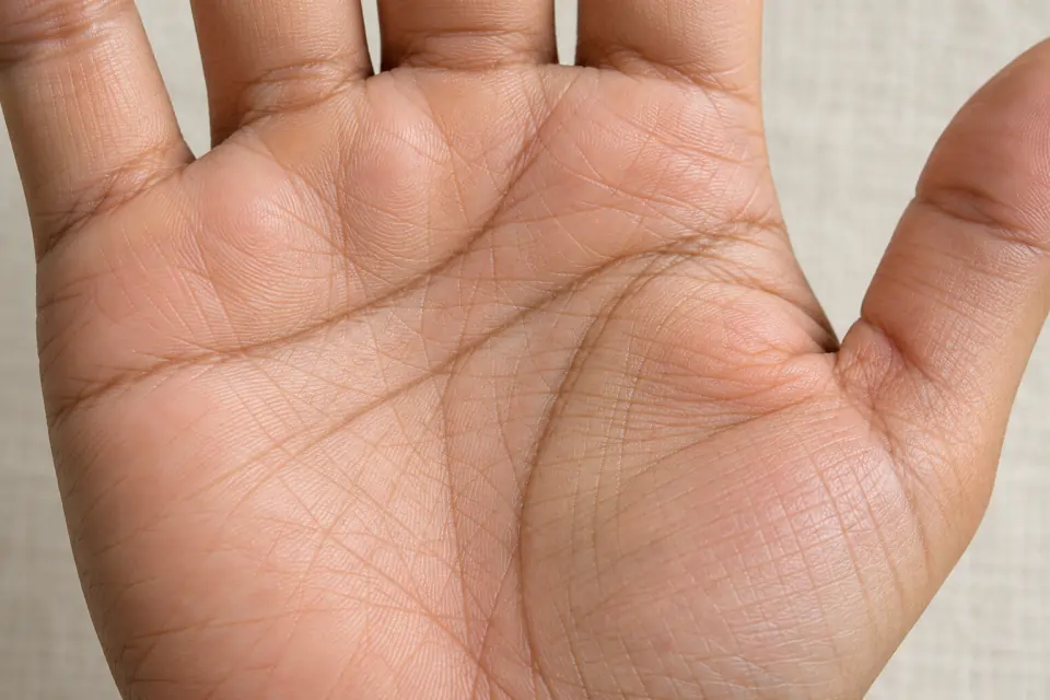 A close view of the middle of a palm, with the three long creases easy to see